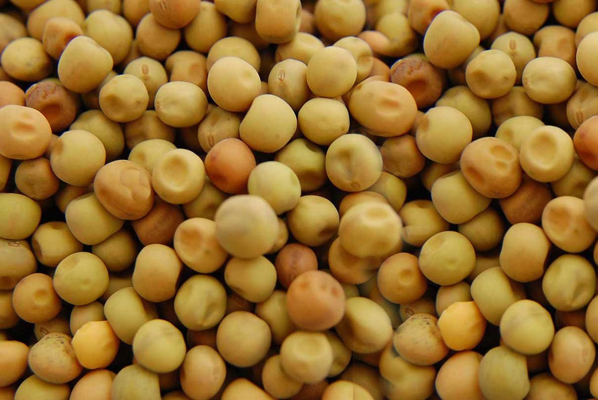 Dunpeas1 Dunpeas1