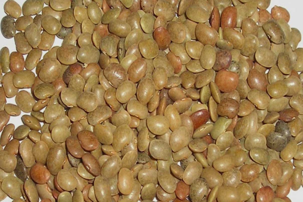 Horsegram1 Horsegram1