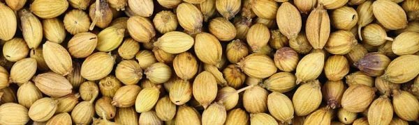 CorianderSeeds2 CorianderSeeds2