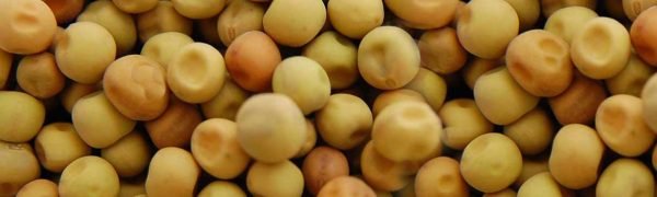 Dunpeas1 Dunpeas1